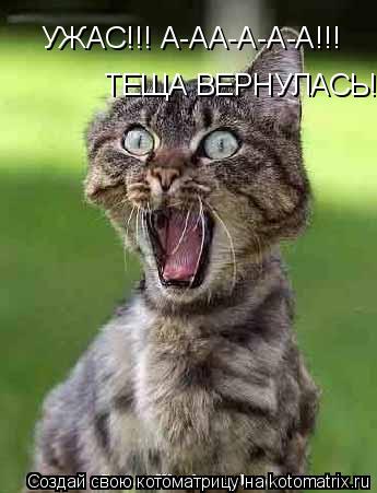 Котоматрица: УЖАС!!! А-АА-А-А-А!!!  ТЕЩА ВЕРНУЛАСЬ!!!!