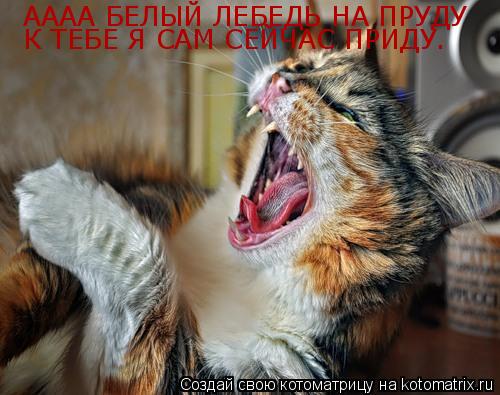Котоматрица: АААА БЕЛЫЙ ЛЕБЕДЬ НА ПРУДУ К ТЕБЕ Я САМ СЕЙЧАС ПРИДУ.