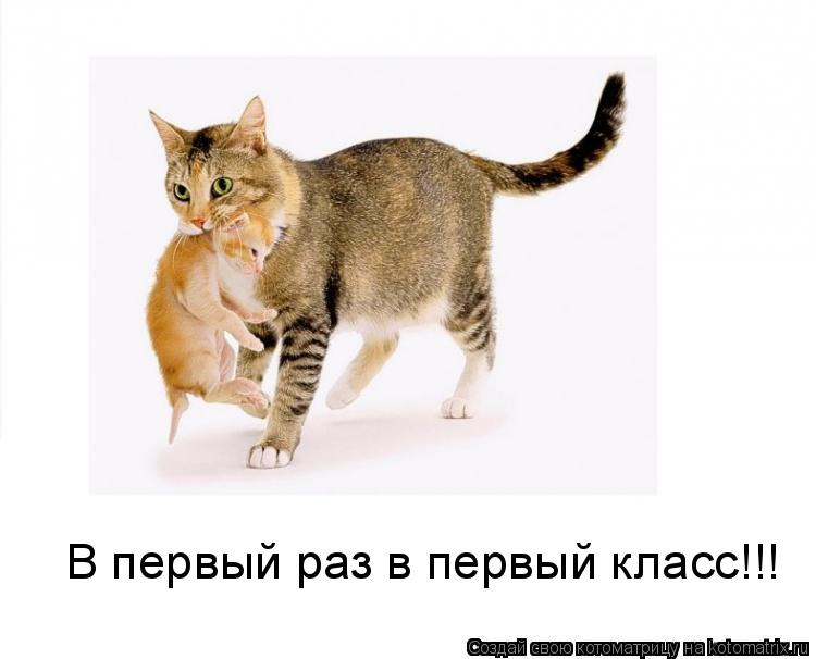 Котоматрица: В первый раз в первый класс!!!