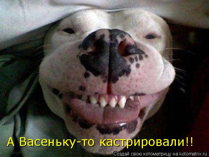 Котоматрица: А Васеньку-то кастрировали!!