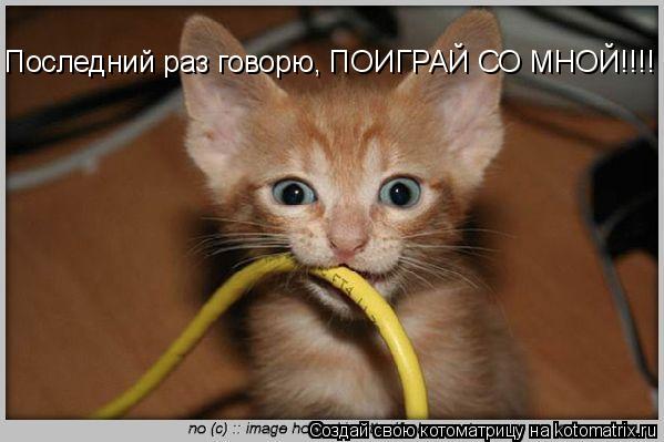 Котоматрица: Последний раз говорю, ПОИГРАЙ СО МНОЙ!!!!