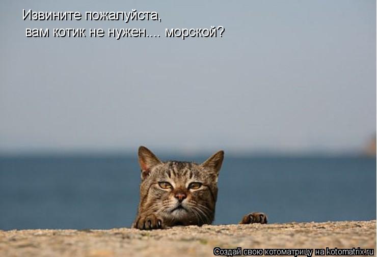 Котоматрица: Извините пожалуйста,  вам котик не нужен.... морской?