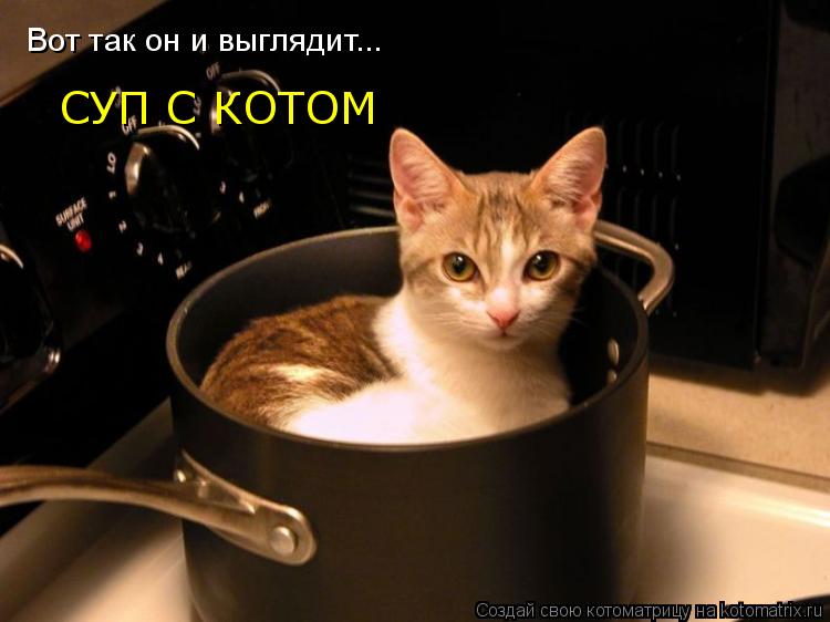Котоматрица: Вот так он и выглядит... СУП С КОТОМ
