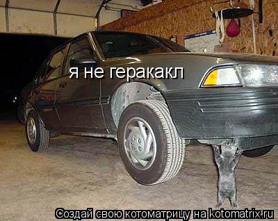 Котоматрица: я не геракакл