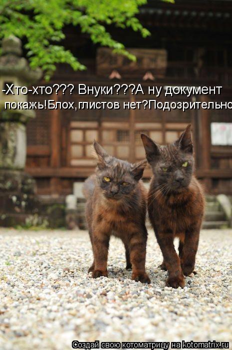 Котоматрица: -Хто-хто??? Внуки???А ну документ  покажь!Блох,глистов нет?Подозрительно...