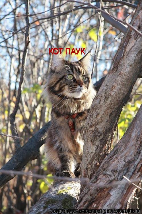 Котоматрица: КОТ ПАУК КОТ ПАУК КОТ ПАУК