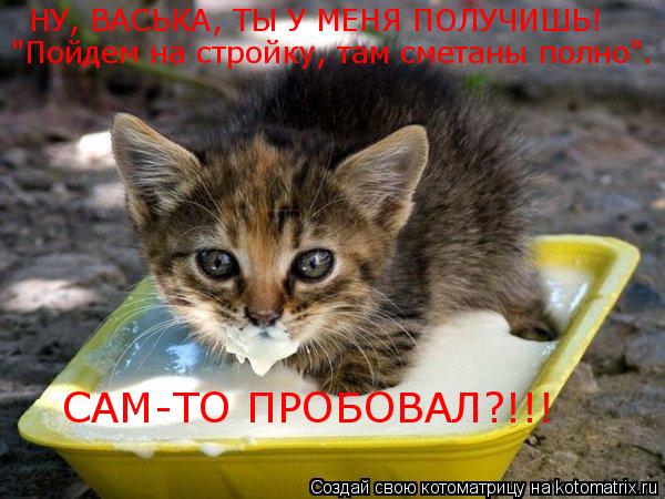 Котоматрица: НУ, ВАСЬКА, ТЫ У МЕНЯ ПОЛУЧИШЬ! "Пойдем на стройку, там сметаны полно". САМ-ТО ПРОБОВАЛ?!!!