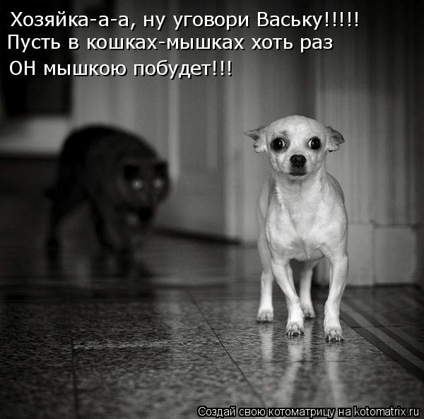 Хозяйка-а-а, ну уговори Ваську!!!!! ОН мышкою побудет!!! Пусть в кошках-мышках хоть раз... Котоматрица: Хозяйка-а-а, ну уговори Ваську!!!!! ОН мышкою побудет!!! Пусть в кошках-мышках хоть раз