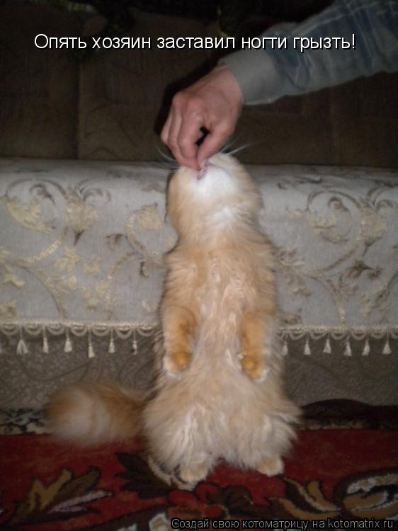 Котоматрица: Опять хозяин заставил ногти грызть!
