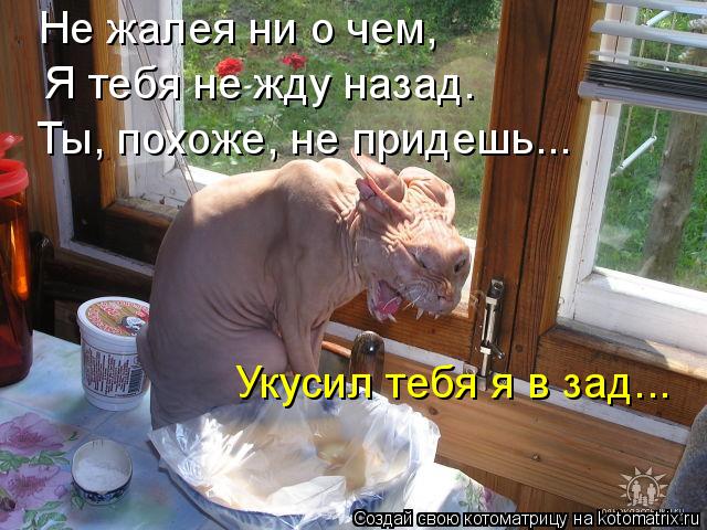Котоматрица: Не жалея ни о чем,  Я тебя не жду назад. Ты, похоже, не придешь... Укусил тебя я в зад...