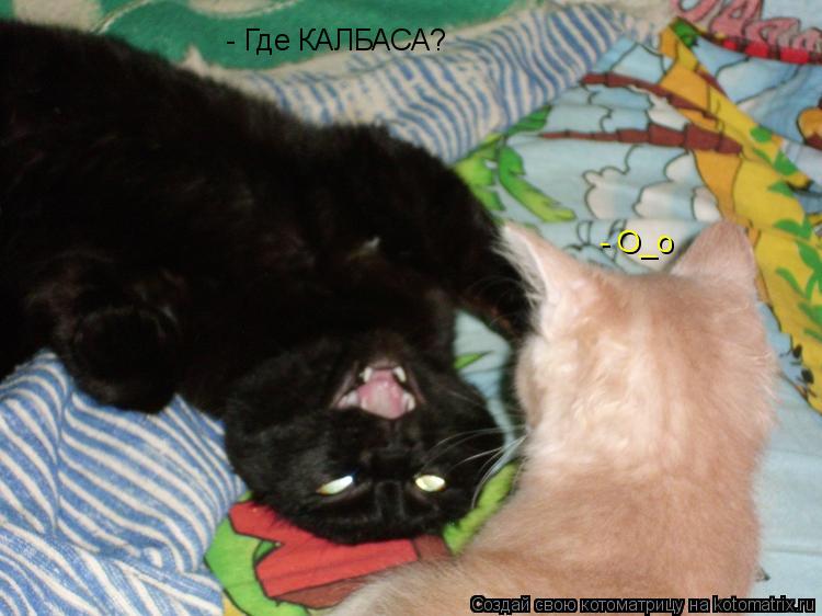 Котоматрица: - Где КАЛБАСА?   - О_о