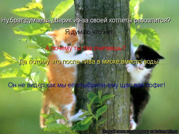 Котоматрица: Ну,брат,думаешь,Шарик из-за своей котлеты разозлится? Я думаю,что нет... А почему ты так считаешь? Да потому что после пива в миске,вместо воды