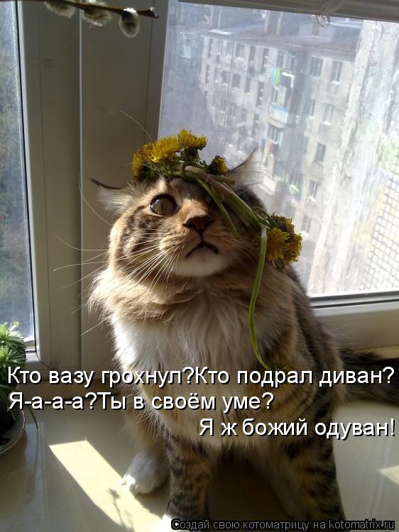 Кто вазу грохнул?Кто подрал диван? Я-а-а-а?Ты в своём уме? Я ж божий одуван!... Котоматрица: Кто вазу грохнул?Кто подрал диван? Я-а-а-а?Ты в своём уме? Я ж божий одуван!