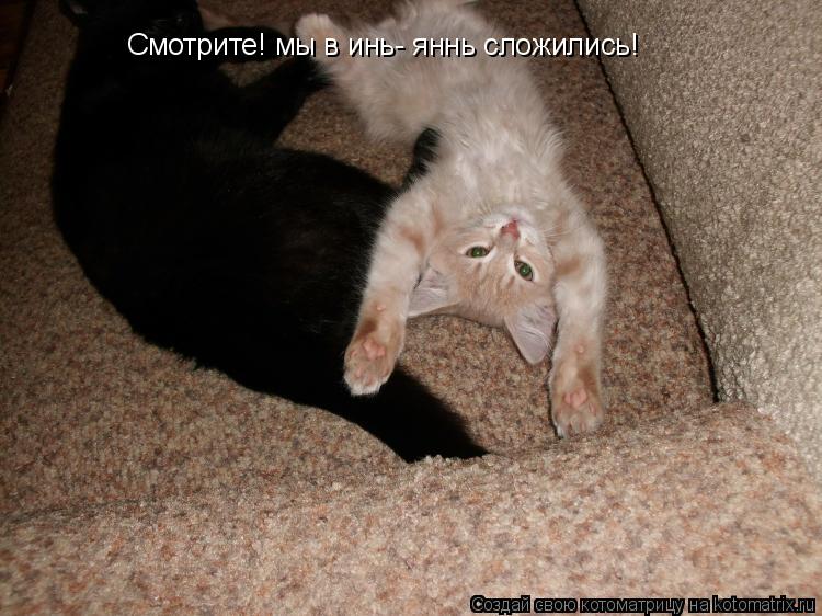 Котоматрица: Смотрите! мы в инь- яннь сложились!