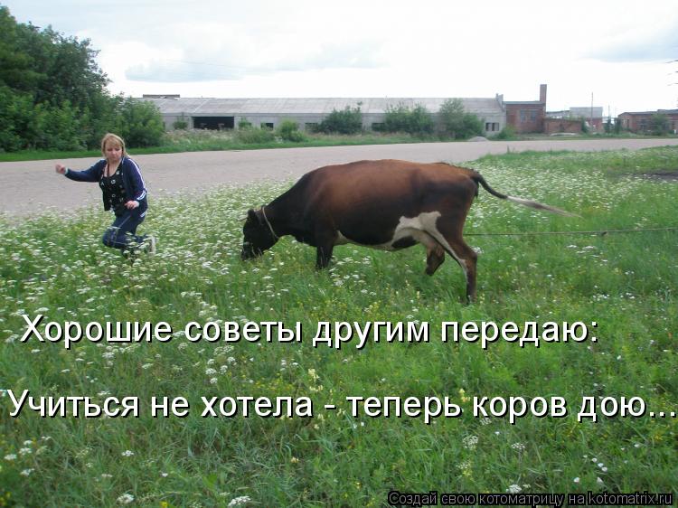 Хорошие советы другим передаю: Учиться не хотела - теперь коров дою...... Котоматрица: Хорошие советы другим передаю: Учиться не хотела - теперь коров дою...