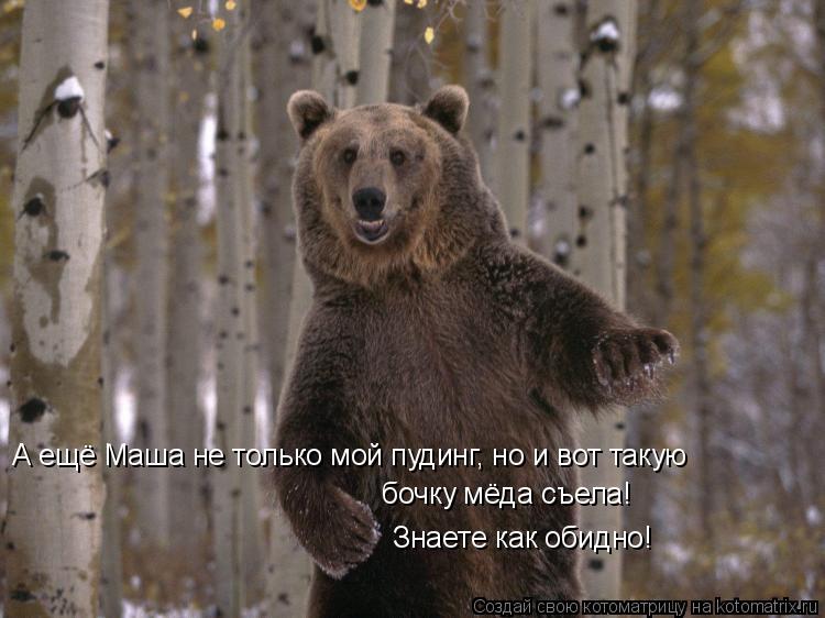 Котоматрица: А ещё Маша не только мой пудинг, но и вот такую бочку мёда съела! Знаете как обидно!