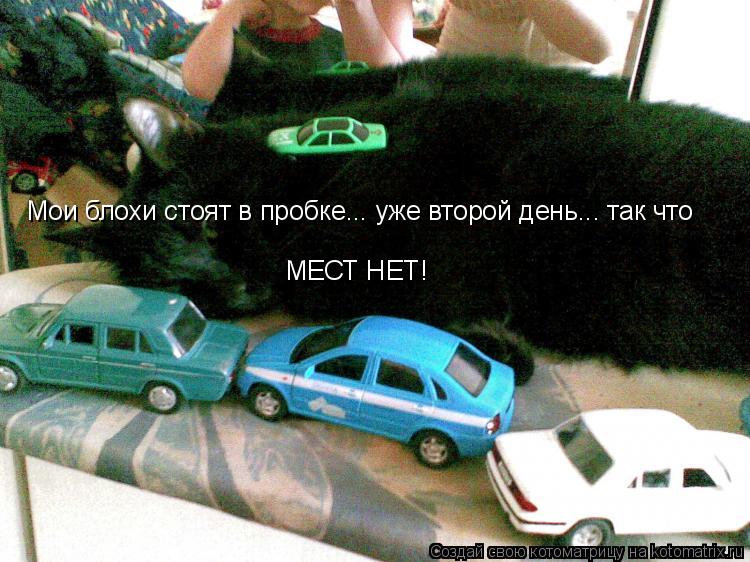 Котоматрица: Мои блохи стоят в пробке... уже второй день... так что МЕСТ НЕТ!