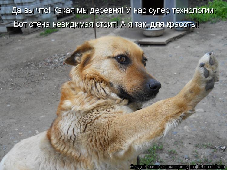 Котоматрица: Да вы что! Какая мы деревня! У нас супер технологии: Вот стена невидимая стоит! А я так, для красоты!