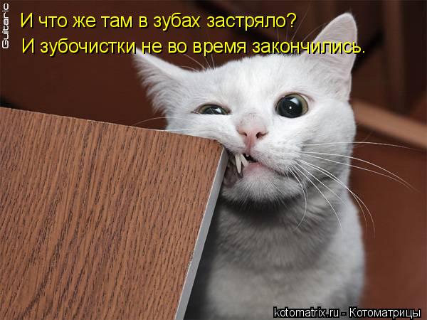 Котоматрица: И что же там в зубах застряло? И зубочистки не во время закончились.