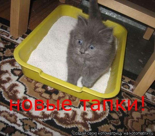 Котоматрица: новые тапки!
