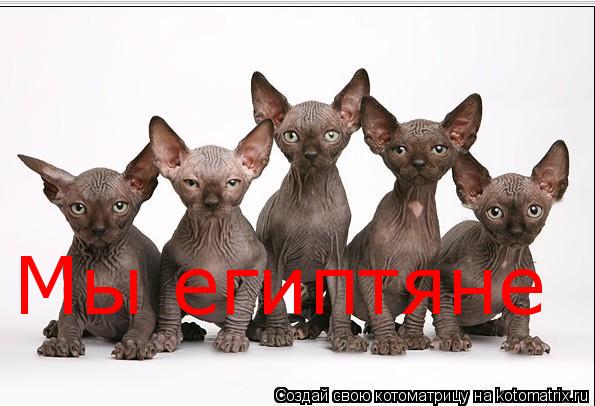 Котоматрица: Мы египтяне