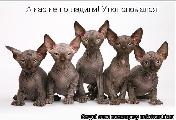 Котоматрица: А нас не погладили! Утюг сломался!