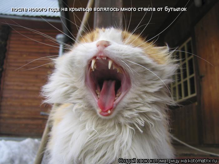 Котоматрица: после нового года на крыльце волялось много стекла от бутылок