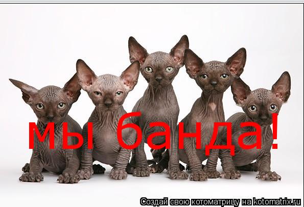 мы банда!... Котоматрица: мы банда!