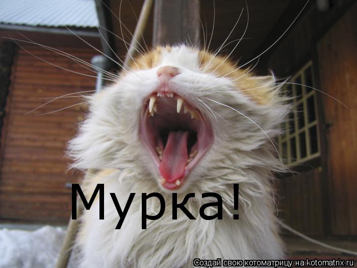 Мурка!... Котоматрица: Мурка!