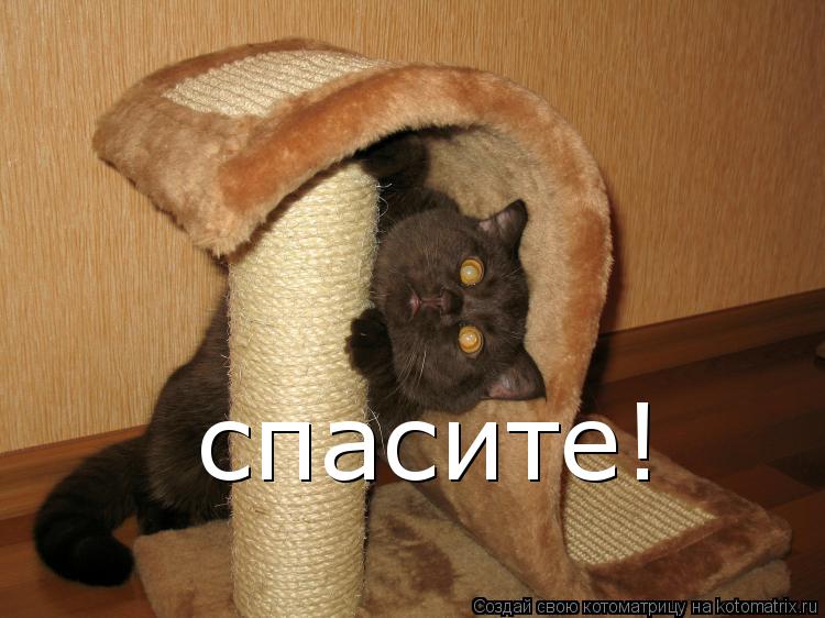 спасите!... Котоматрица: спасите!