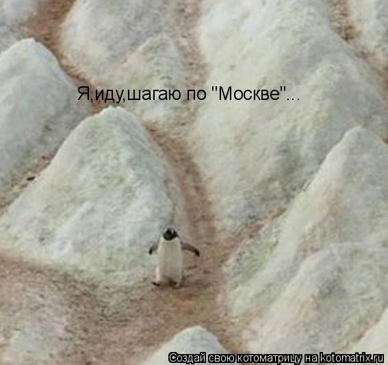 Я,иду,шагаю по "Москве"...... Котоматрица: Я,иду,шагаю по "Москве"...