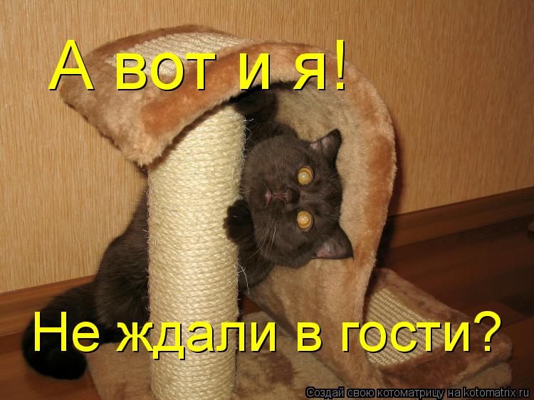 А вот и я! Не ждали в гости?... Котоматрица: А вот и я! Не ждали в гости?