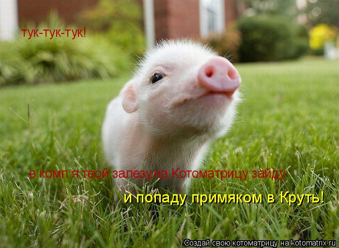 тук-тук-тук! в комп я твой залезу,на Котоматрицу зайду и попаду примяком в Круть!... Котоматрица: тук-тук-тук! в комп я твой залезу,на Котоматрицу зайду и попаду примяком в Круть!