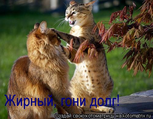 Котоматрица: Жирный, гони долг!