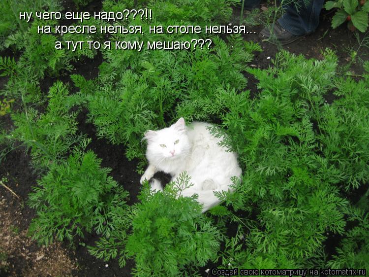 Котоматрица: ну чего еще надо???!! на кресле нельзя, на столе нельзя... а тут то я кому мешаю???