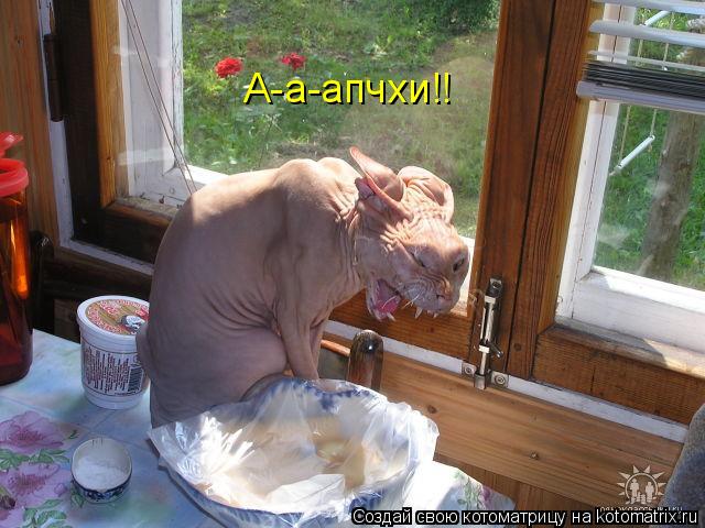 Котоматрица: А-а-апчхи!!