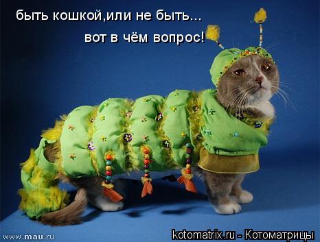 Котоматрица: быть кошкой,или не быть... вот в чём вопрос!