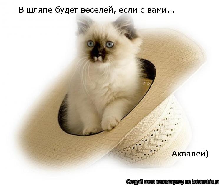 Котоматрица: В шляпе будет веселей, если с вами... Аквалей)