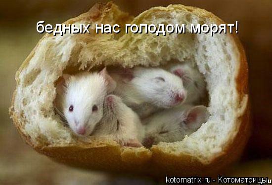 Котоматрица: бедных нас голодом морят!