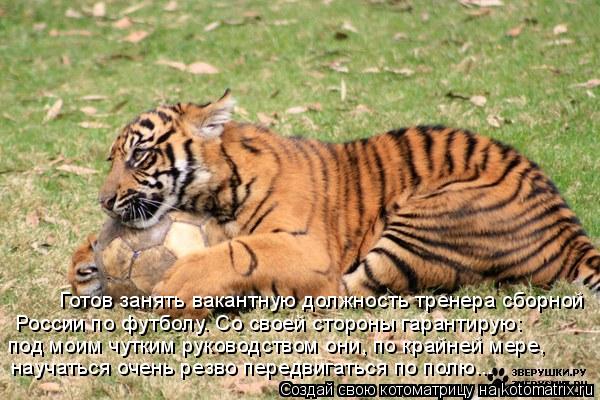Котоматрица: Готов занять вакантную должность тренера сборной  России по футболу. Со своей стороны гарантирую:  под моим чутким руководством они, по кра