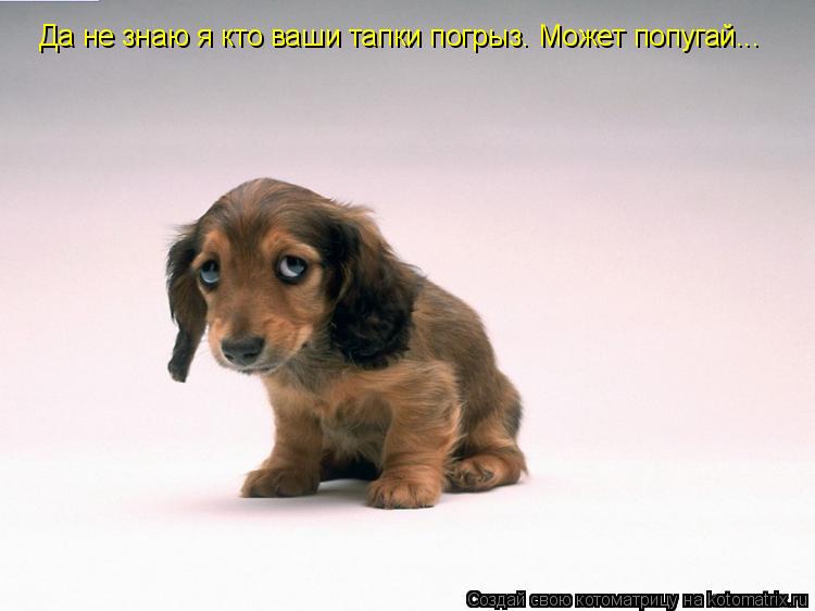 Котоматрица: Да не знаю я кто ваши тапки погрыз. Может попугай...