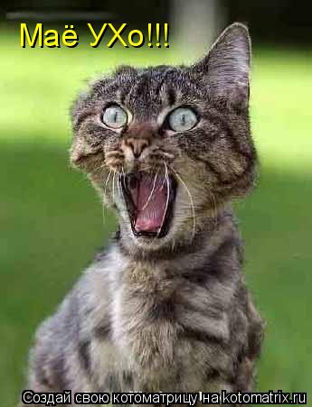 Котоматрица: Маё УХо!!!