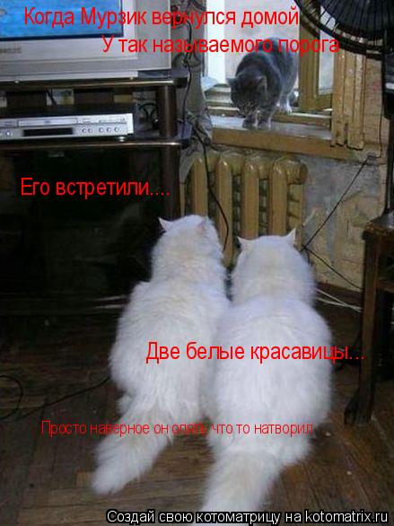 Котоматрица: Когда Мурзик вернулся домой  У так называемого порога  Его встретили.... Две белые красавицы... Просто наверное он опять что то натворил