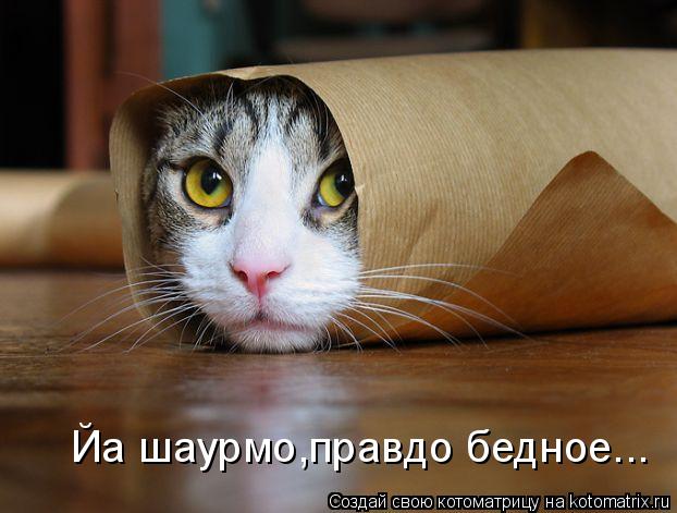 Котоматрица: Йа шаурмо,правдо бедное...