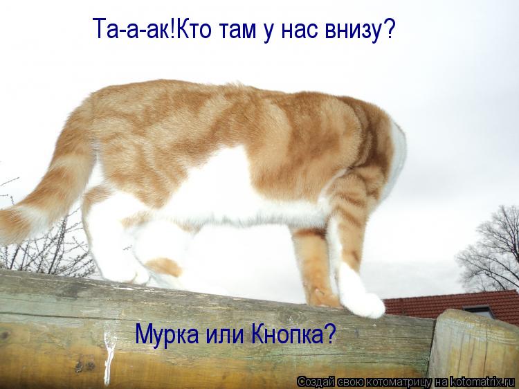 Котоматрица: Та-а-ак!Кто там у нас внизу? Мурка или Кнопка?