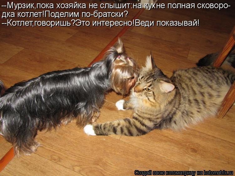 Котоматрица: --Мурзик,пока хозяйка не слышит:на кухне полная сковоро- дка котлет!Поделим по-братски? --Котлет,говоришь?Это интересно!Веди показывай!