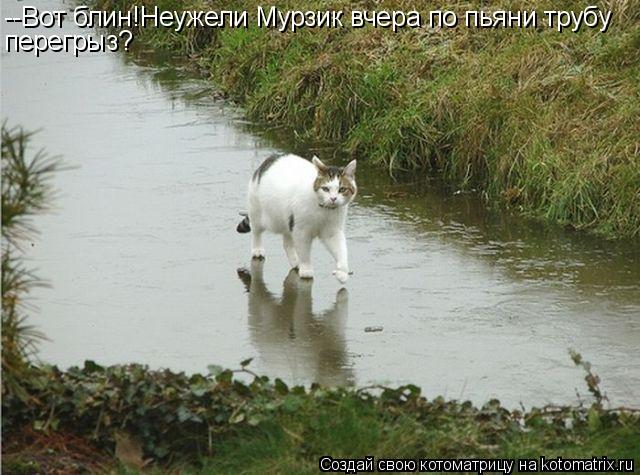 Котоматрица: --Вот блин!Неужели Мурзик вчера по пьяни трубу перегрыз?