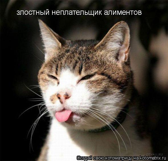 Котоматрица: злостный неплательщик алиментов