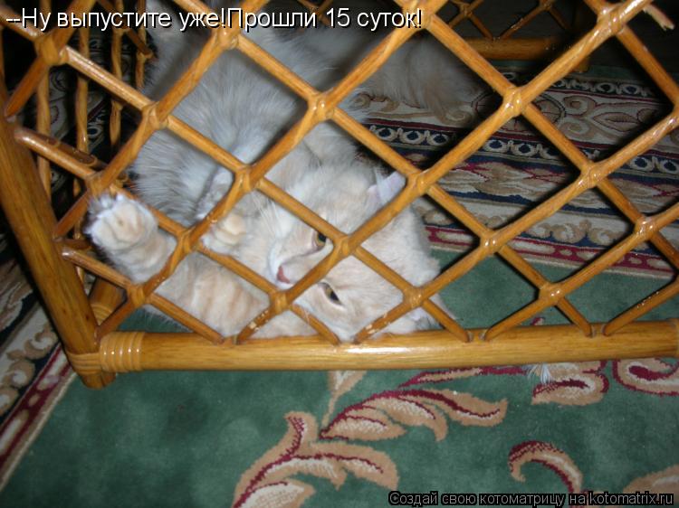 Котоматрица: --Ну выпустите уже!Прошли 15 суток!