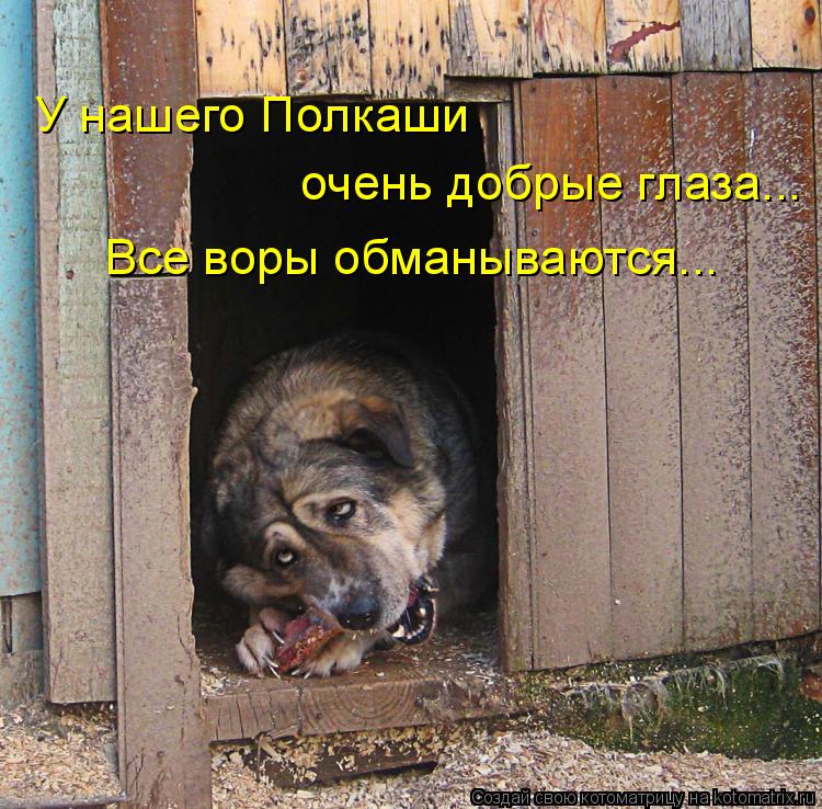 У нашего Полкаши очень добрые глаза... Все воры обманываются...... Котоматрица: У нашего Полкаши очень добрые глаза... Все воры обманываются...